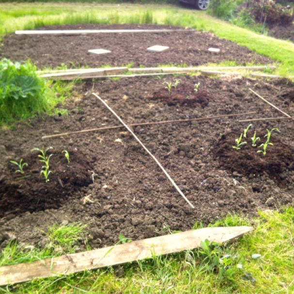 Sweetcorn plants in raised mounds of compost