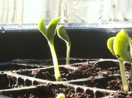 Squash seed sprouting